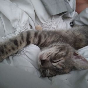 Meet your Posher, Albert